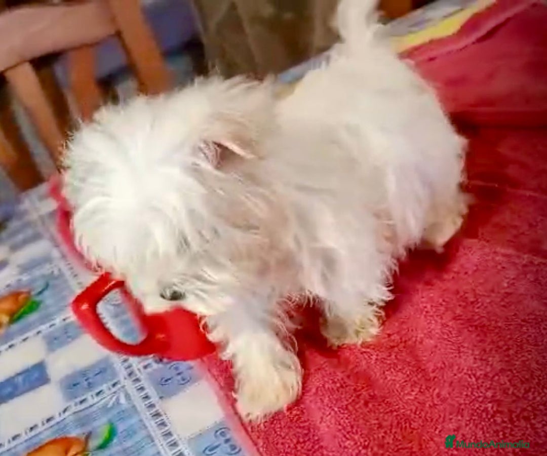 Bichón Maltés perros en venta: Bichon maltes hembra coreana - Anuncio 7