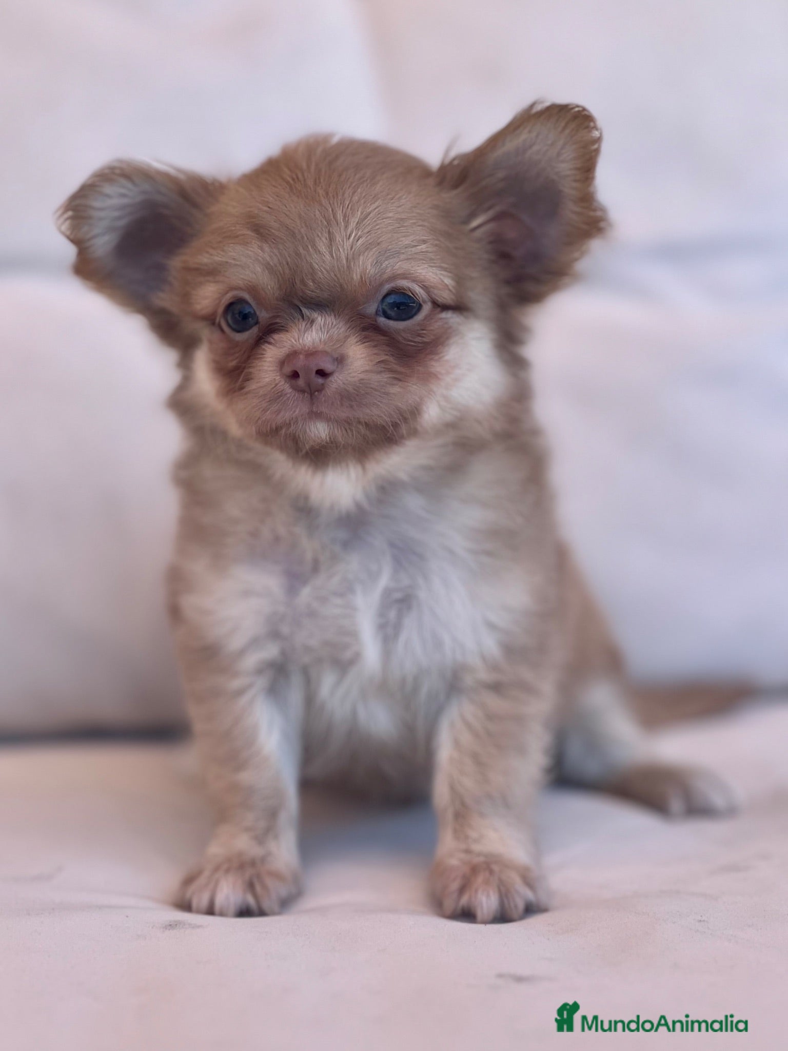 Chihuahua perros MACHITO TRICOLOR LILAC DE PELO LARGO - Anuncio 21