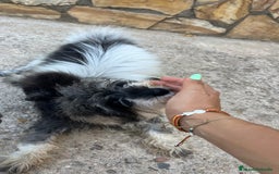Schnauzer Miniatura perros en venta: Schnauzer Mini hembra  - Imagen 1