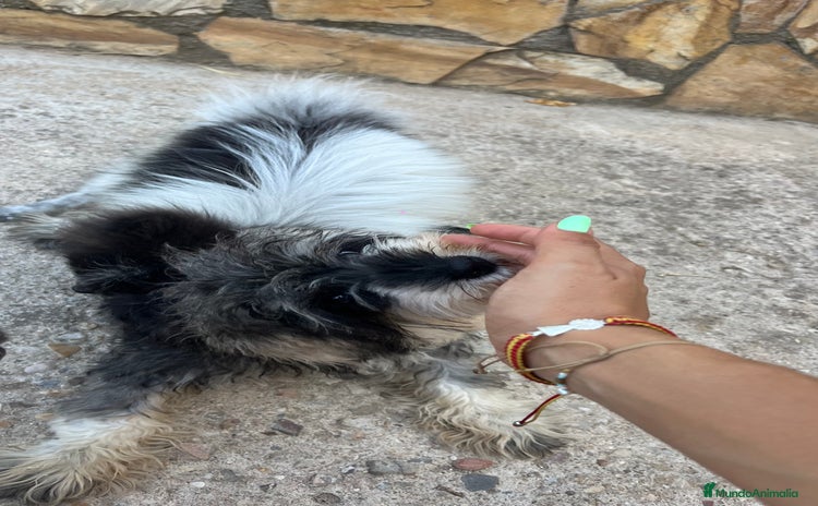 Schnauzer Miniatura perros - Anuncio 1