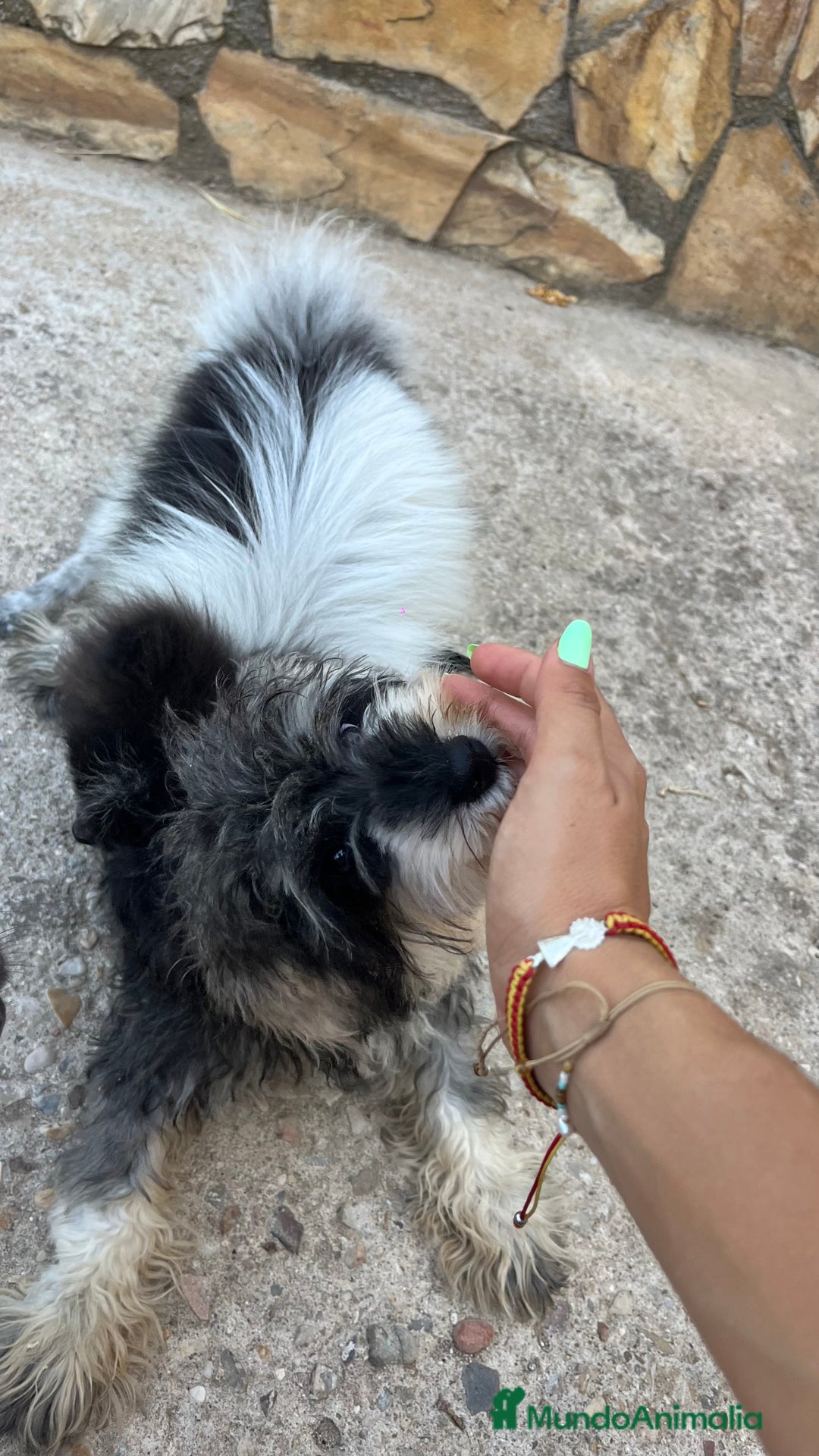 Schnauzer Miniatura perros en venta: Schnauzer Mini hembra  - Imagen 1