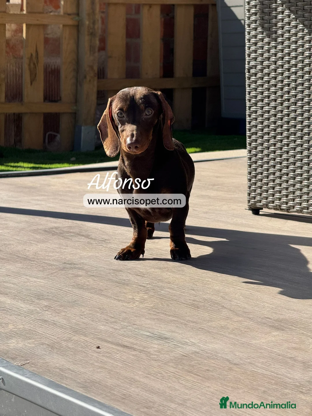 Teckel Miniatura perros en venta: TECKEL 5 MESES - Anuncio 1