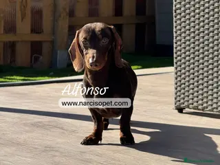 Teckel Miniatura perros TECKEL 5 MESES - Anuncio 1