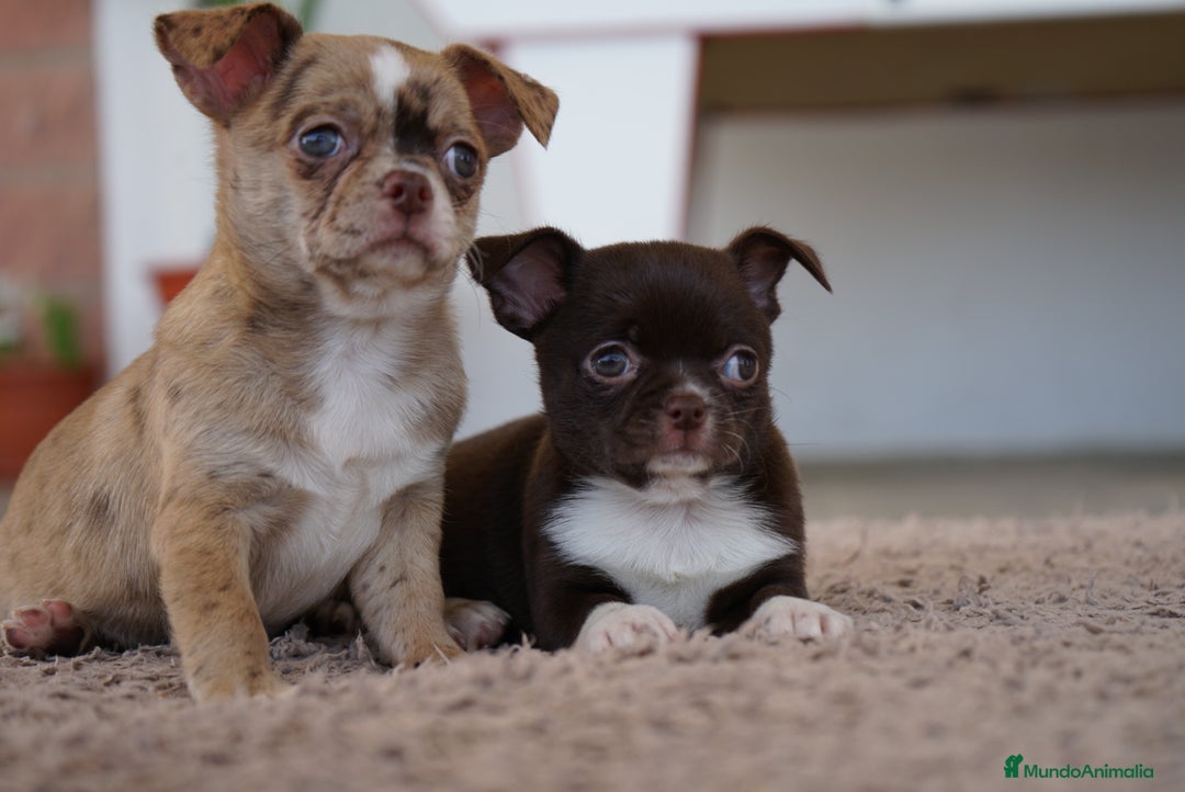 Chihuahua perros en venta: PADDY Y RONDA, DOS CHIHUAHUAS MUY ESPECIALES - Imagen 3
