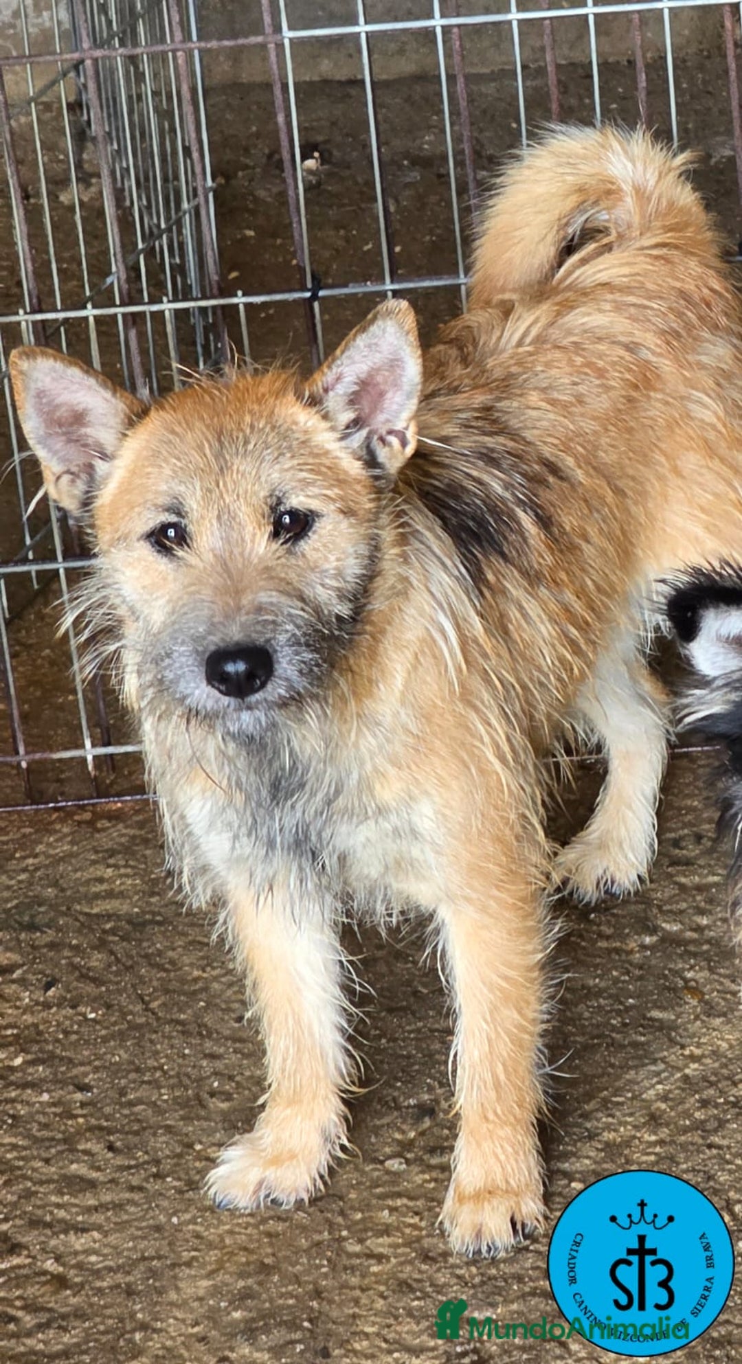 Raza Mixta perros en adopcion: Cruce de Shibainu con Schnauzer - Imagen 2