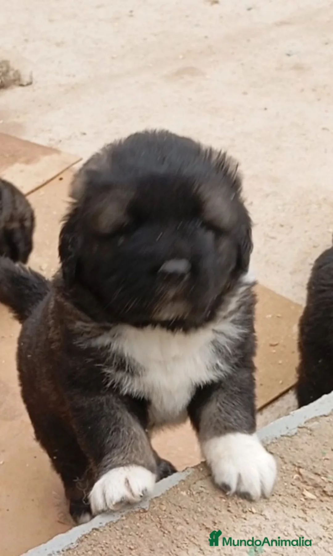 Pastor del Cáucaso perros en venta: Cachorros pastor del Cáucaso  - Anuncio 2