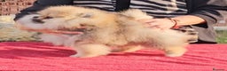 Pomerania perros en venta: MACHITO POMERANIA PRECIOSO - Anuncio 6