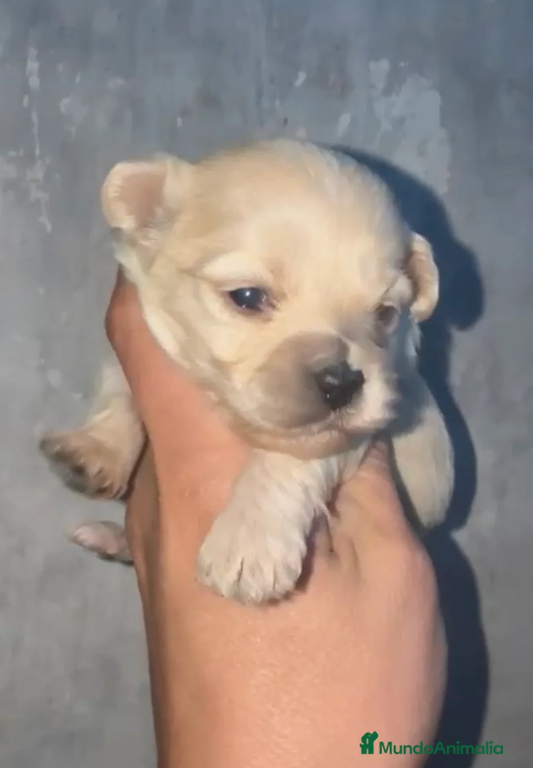 Maltipoo perros en venta: Disponibles preciosos maltipoo para reservar  en Málaga - Anuncio 4