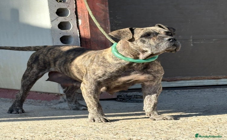 Dogo Canario perros - Anuncio 1