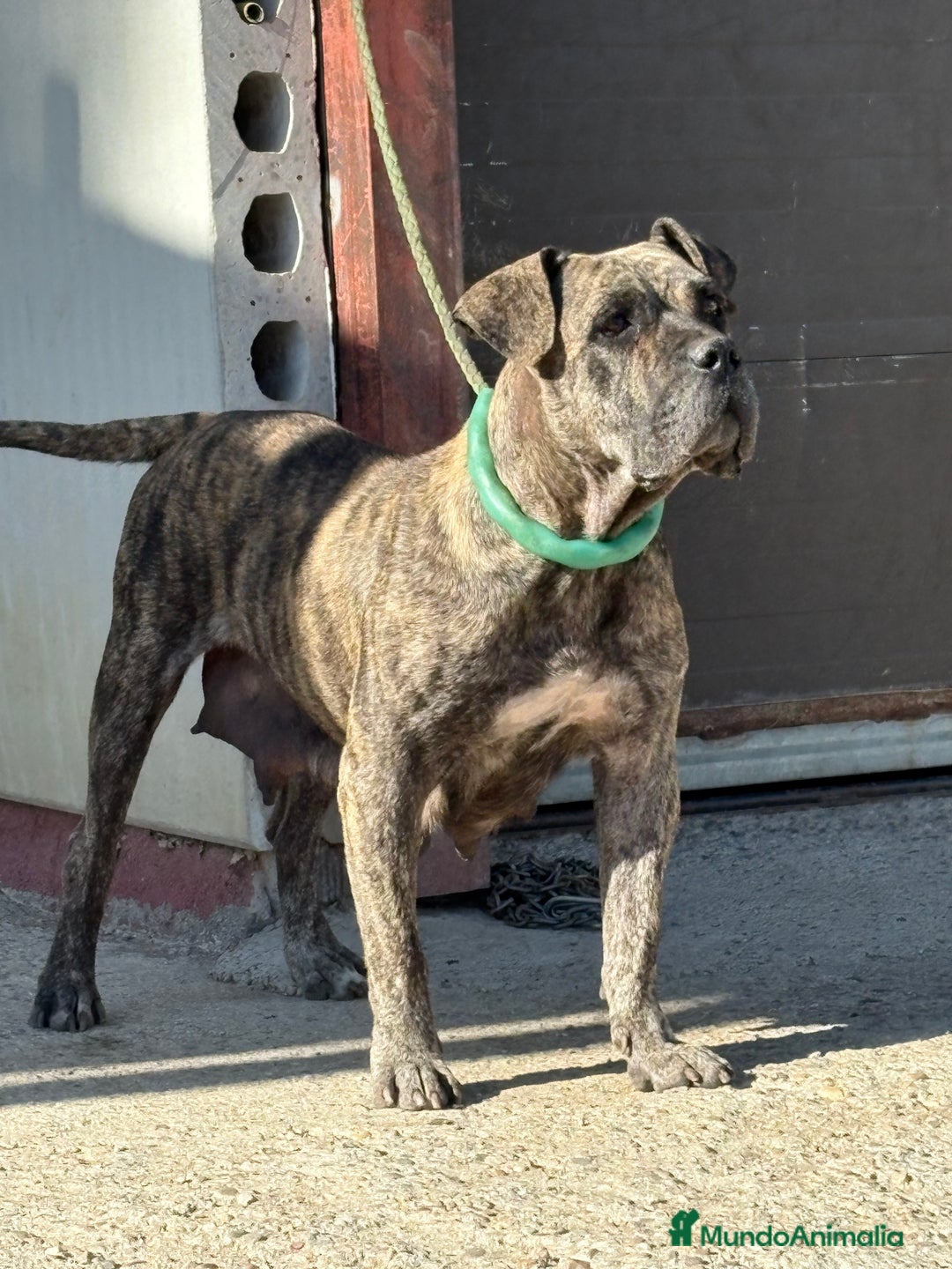 Dogo Canario perros en venta: Cachorros de presa canario - Imagen 1