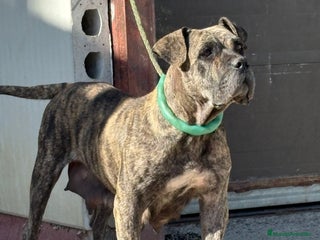 Dogo Canario perros - Anuncio 3