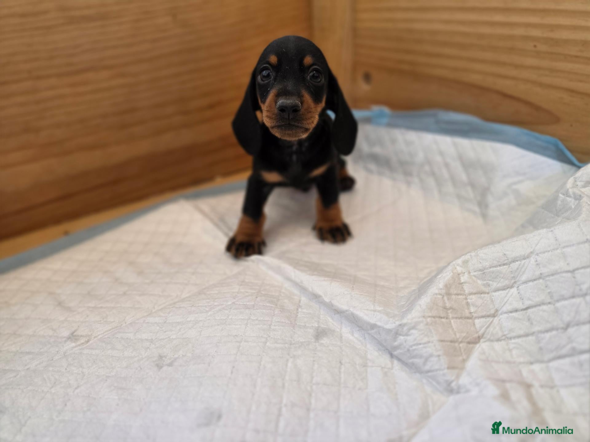 Teckel Miniatura perros TECKEL MINIATURA & KANNINCHEN - Anuncio 1