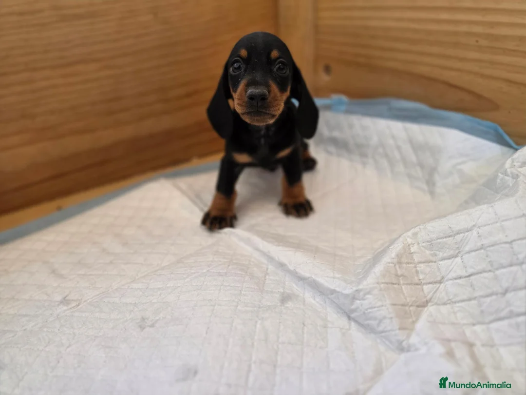 Teckel Miniatura perros en venta: TECKEL MINIATURA & KANNINCHEN - Anuncio 1