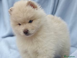 Pomsky perros Pomsky mini huskys ojos azules - Anuncio 6