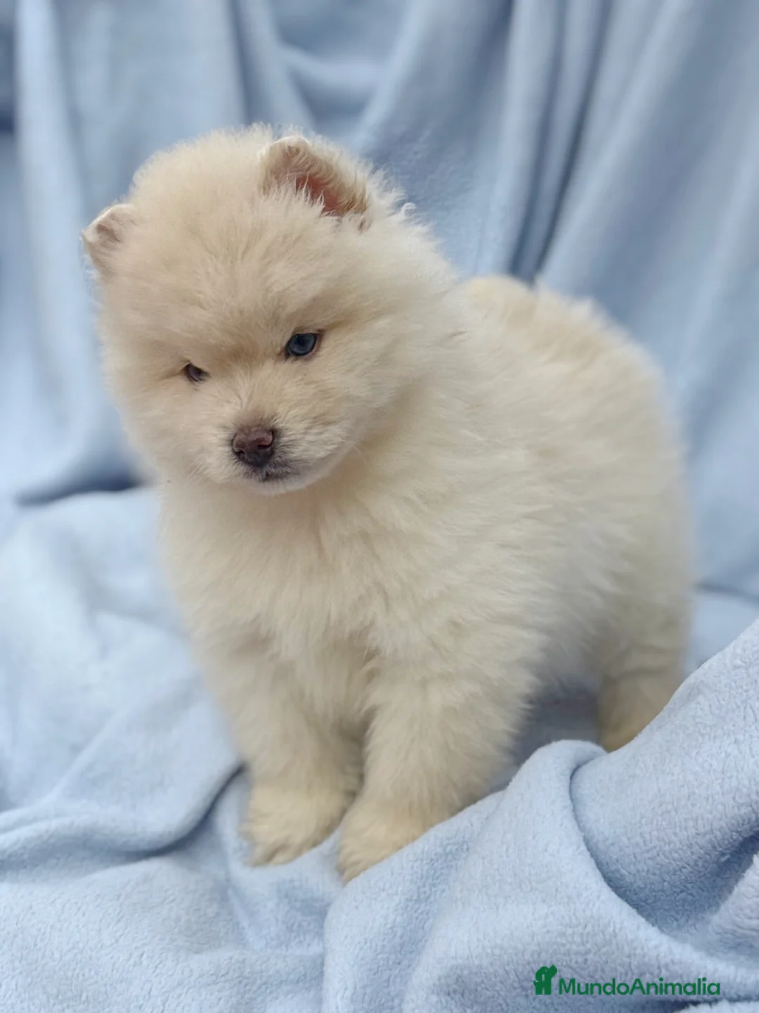 Pomsky perros en venta: dos machos y ultima hembra Pomsky ojos azules  - Anuncio 1