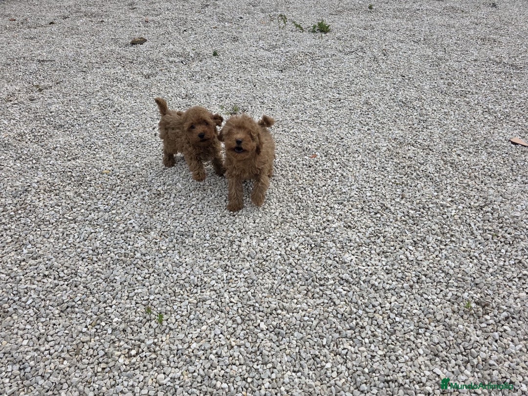 Caniche Toy perros en venta: Cachorritas Caniches toy rojas hembras - Anuncio 1
