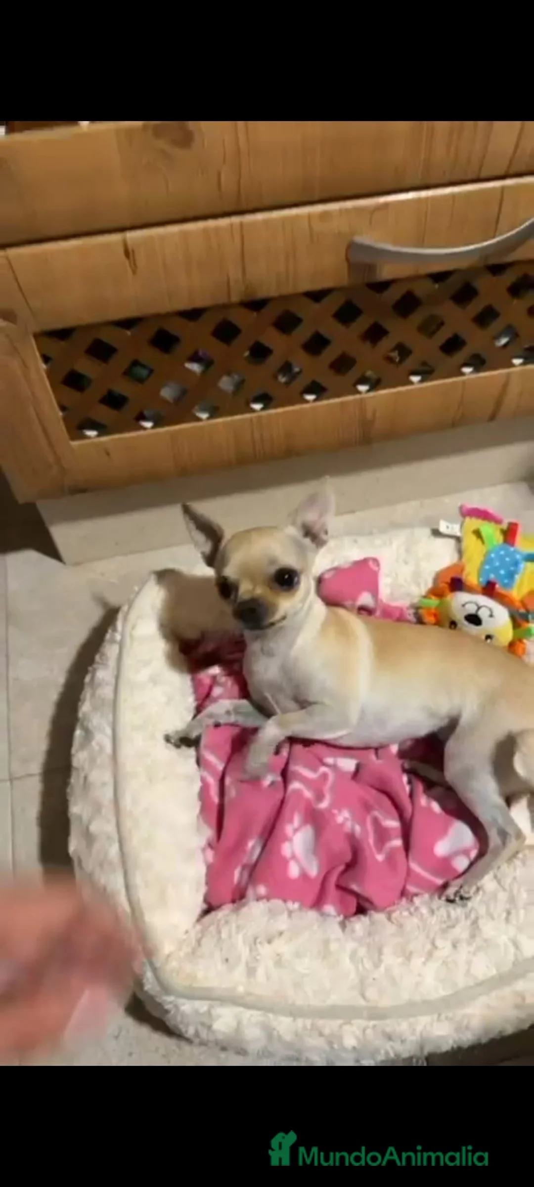 Raza Mixta perros en venta: Cruzaditos de Chihuahuas Mini Toy Toy - Anuncio 2