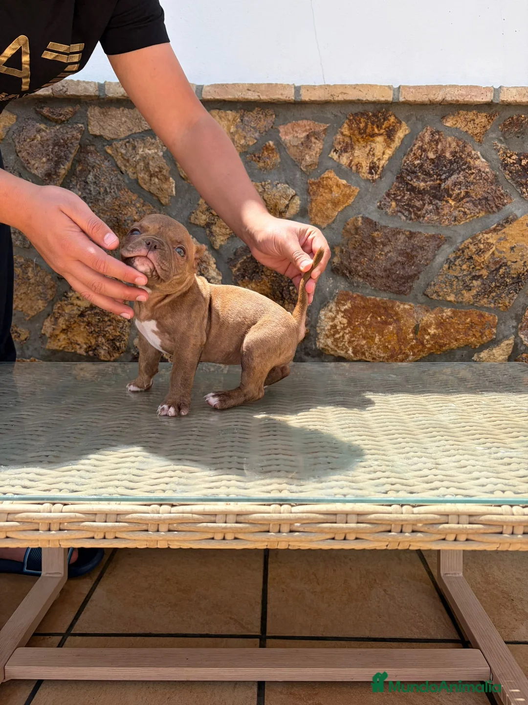 American Bully perros en venta: American Bully  - Anuncio 2