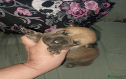 Raza Mixta perros en venta: Cachorros de sharpei con husky Siberiano  - Imagen 12