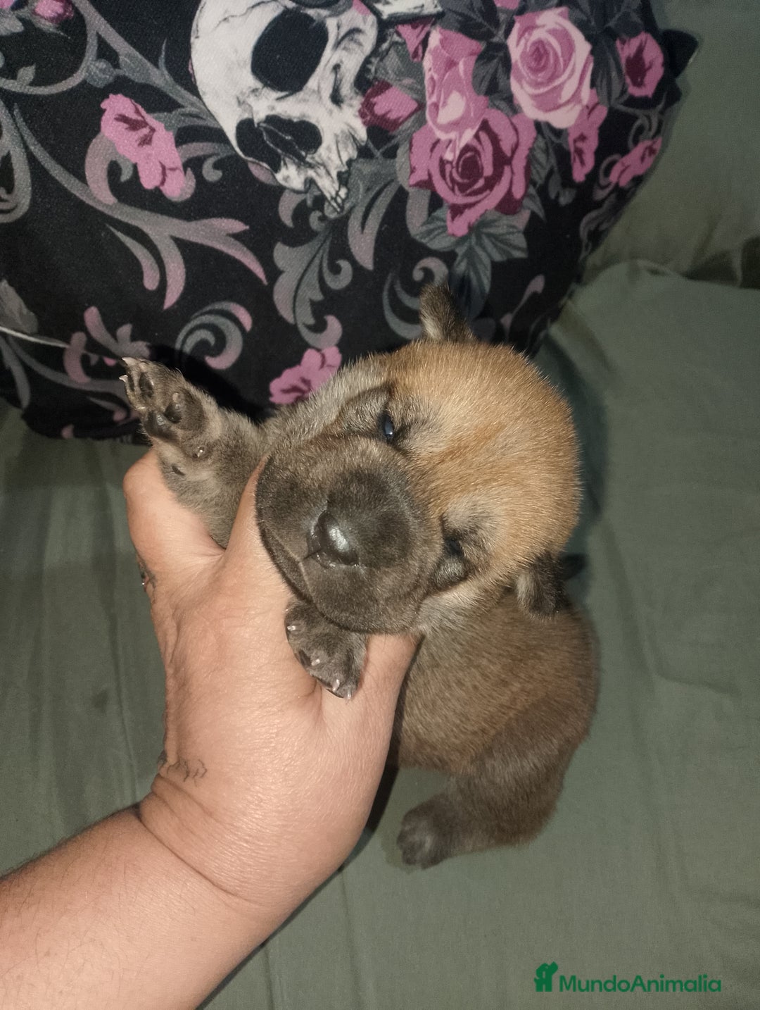 Raza Mixta perros en venta: Cachorros de sharpei con husky Siberiano  - Imagen 12