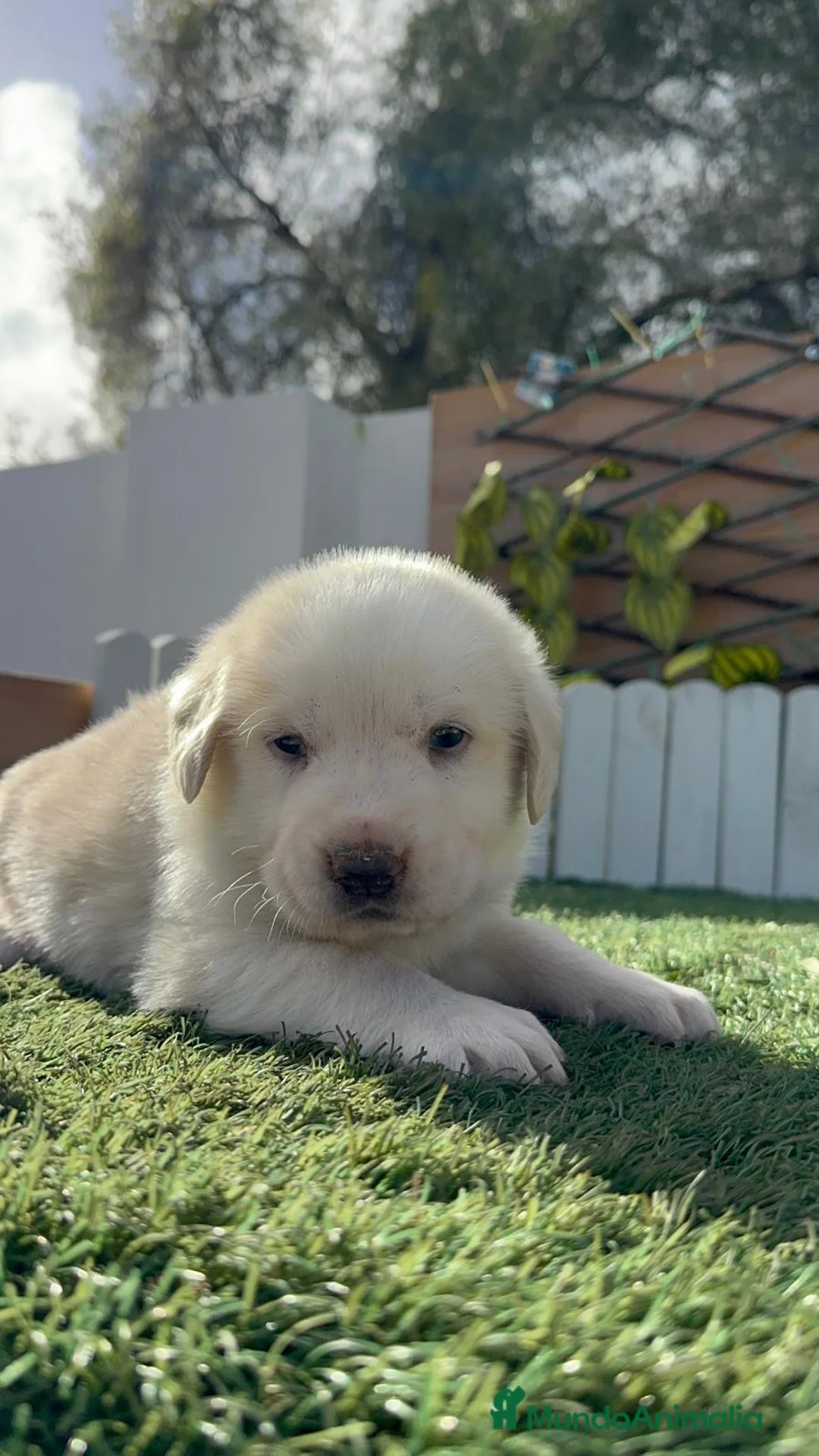 Mastín Español perros en venta: MASTIN ESPAÑOL - Anuncio 5