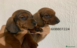 Teckel perros en venta: Teckel cachorros pelo corto - Imagen 3