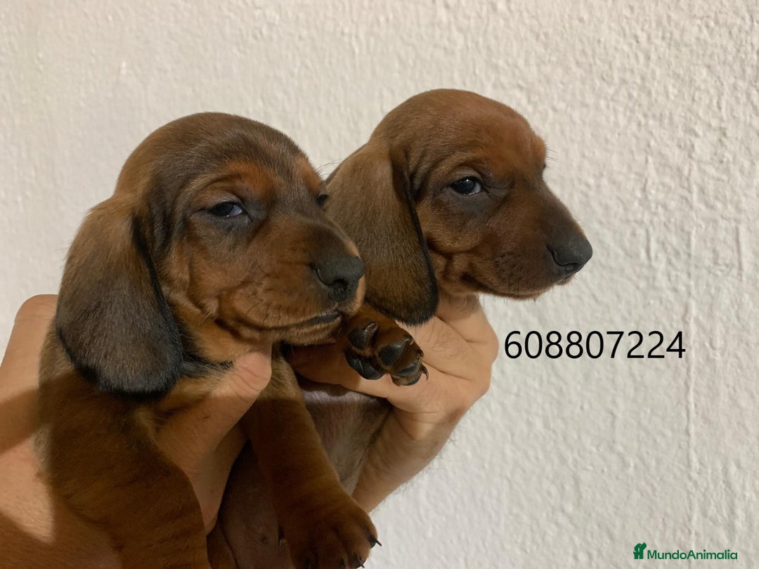 Teckel perros en venta: Teckel cachorros pelo corto - Imagen 3