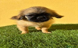 Pekinés perros en venta: hembra de pekines imperial marroncita muy guapa - Imagen 9