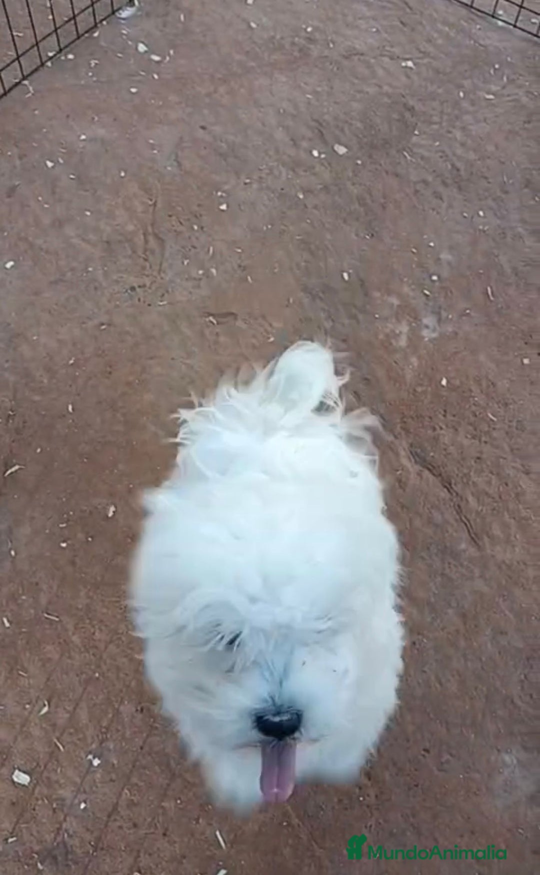 Bichón Maltés perros en venta: Bichon maltés 6 meses  - Anuncio 8