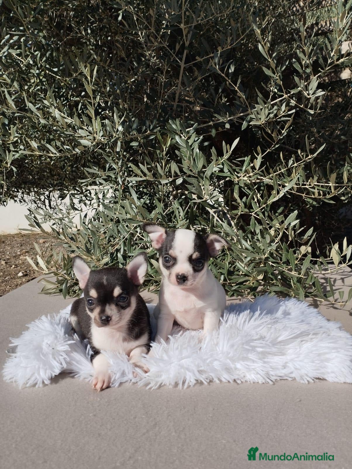 Chihuahua perros en venta: Gran camada de CHIHUAHUA. - Anuncio 1