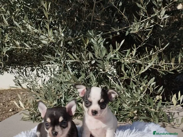 Chihuahua perros en venta: Gran camada de CHIHUAHUA. - Anuncio 1