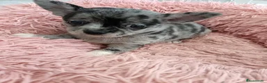 Chihuahua 3