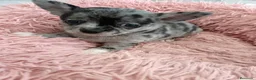 Chihuahua perros en venta: Chihuahuas,  - Anuncio 7