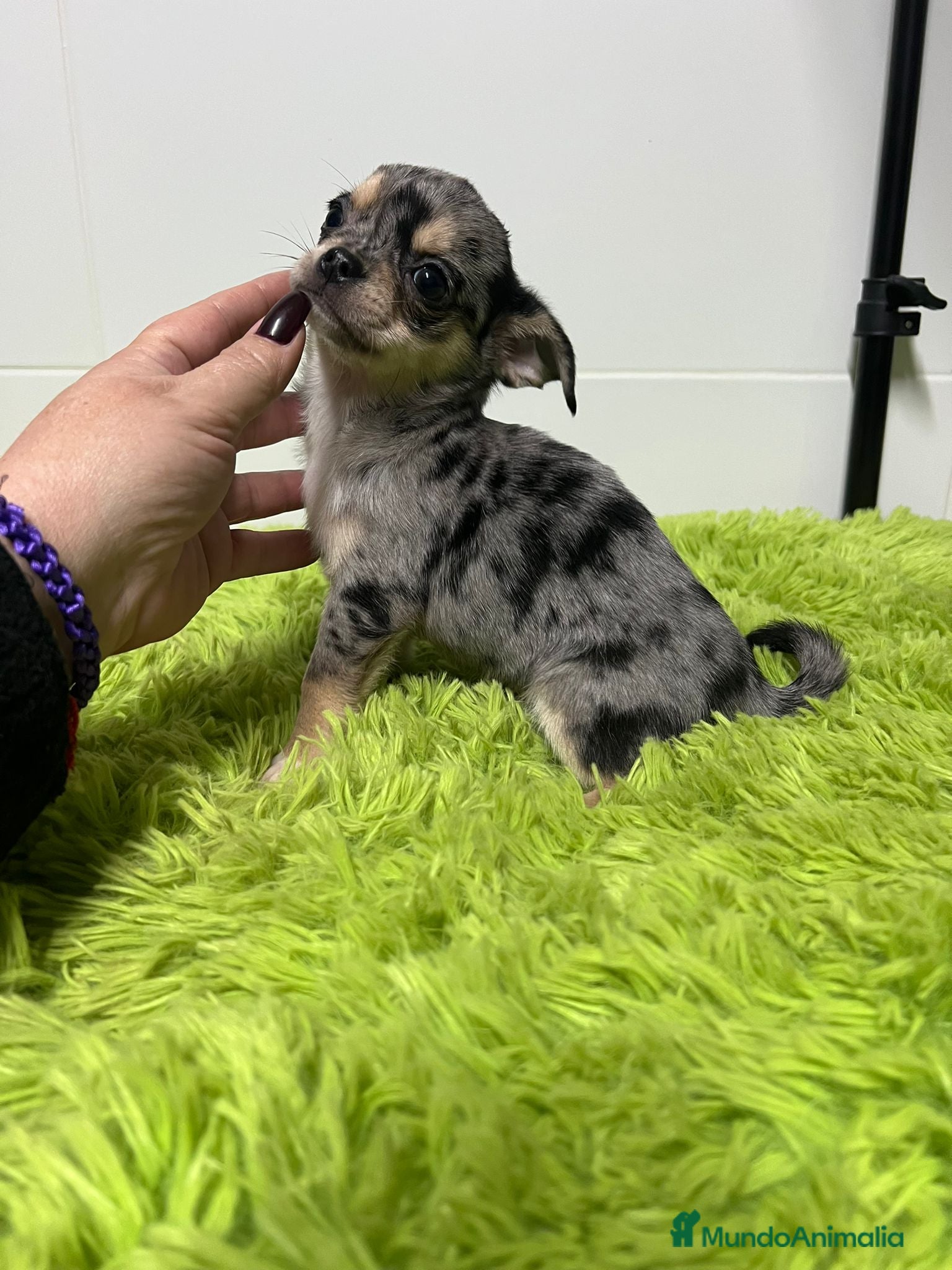 Chihuahua perros Chihuahua toy merle - Anuncio 2