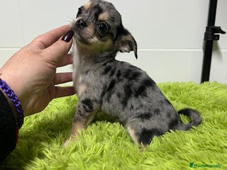 Chihuahua perros Chihuahua toy merle - Anuncio 2