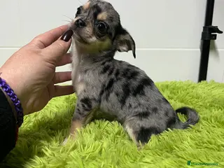 Chihuahua perros Chihuahua toy merle - Anuncio 11