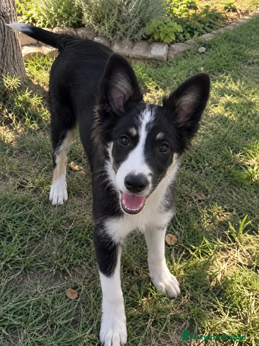 Border Collie perros en venta: BORDER COLLIE TRICOLOR – MACHO 🐾 - Anuncio 1