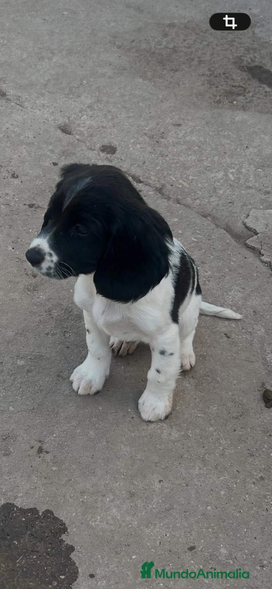 English Springer Spaniel perros en venta: Springer  - Anuncio 4
