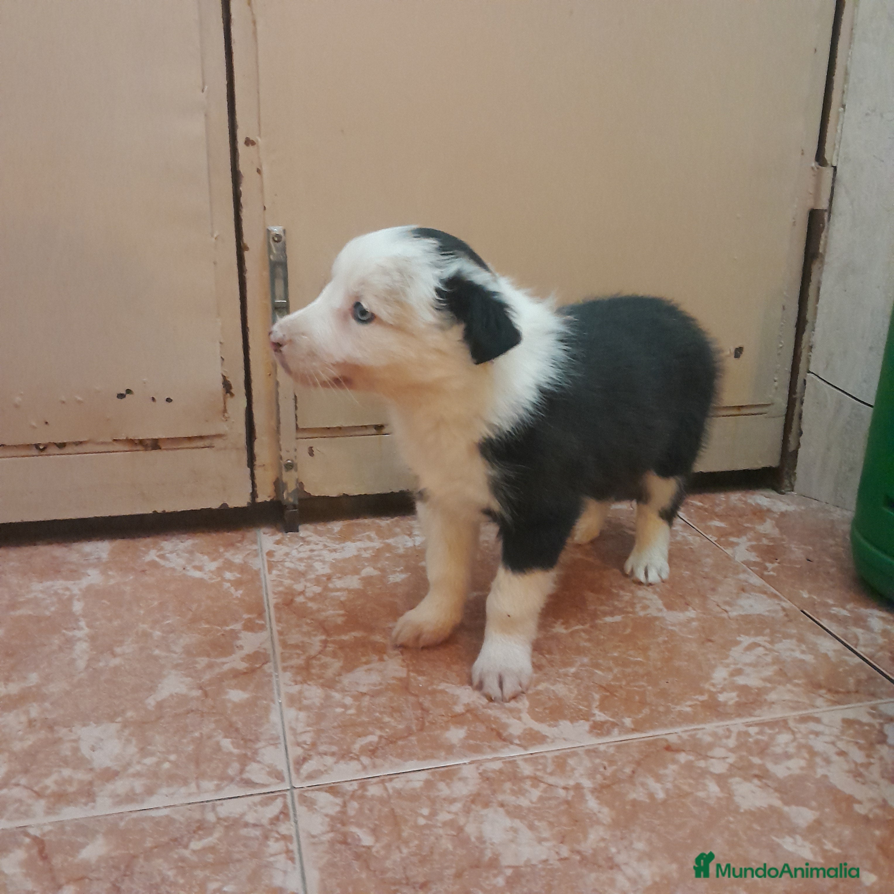 Border Collie perros BORDER COLLIE - Anuncio 1