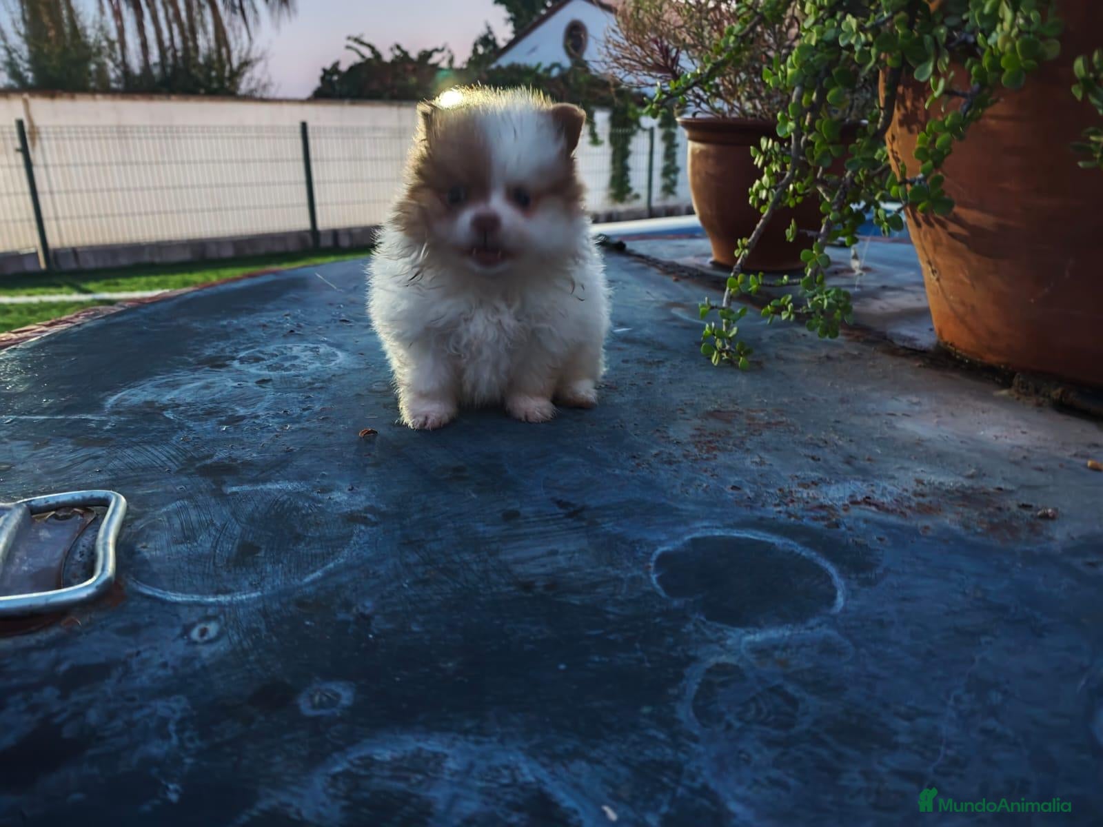 Pomerania perros Pomerania  - Anuncio 4