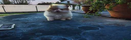 Pomerania perros en venta: Pomerania  - Anuncio 1