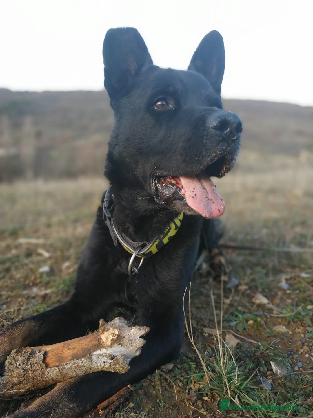 Raza Mixta perros en adopcion: TEX busca hogar - Anuncio 1