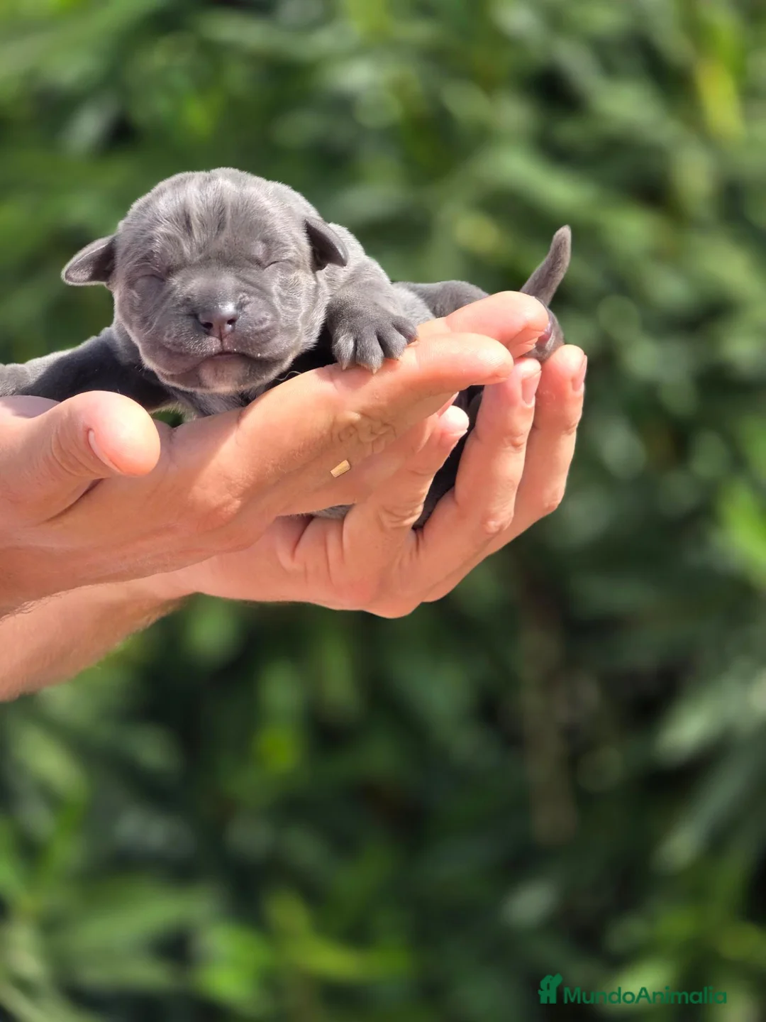 Cane Corso perros en venta: Cachorros Cane Corso – negros, grises y atigrados - Anuncio 6