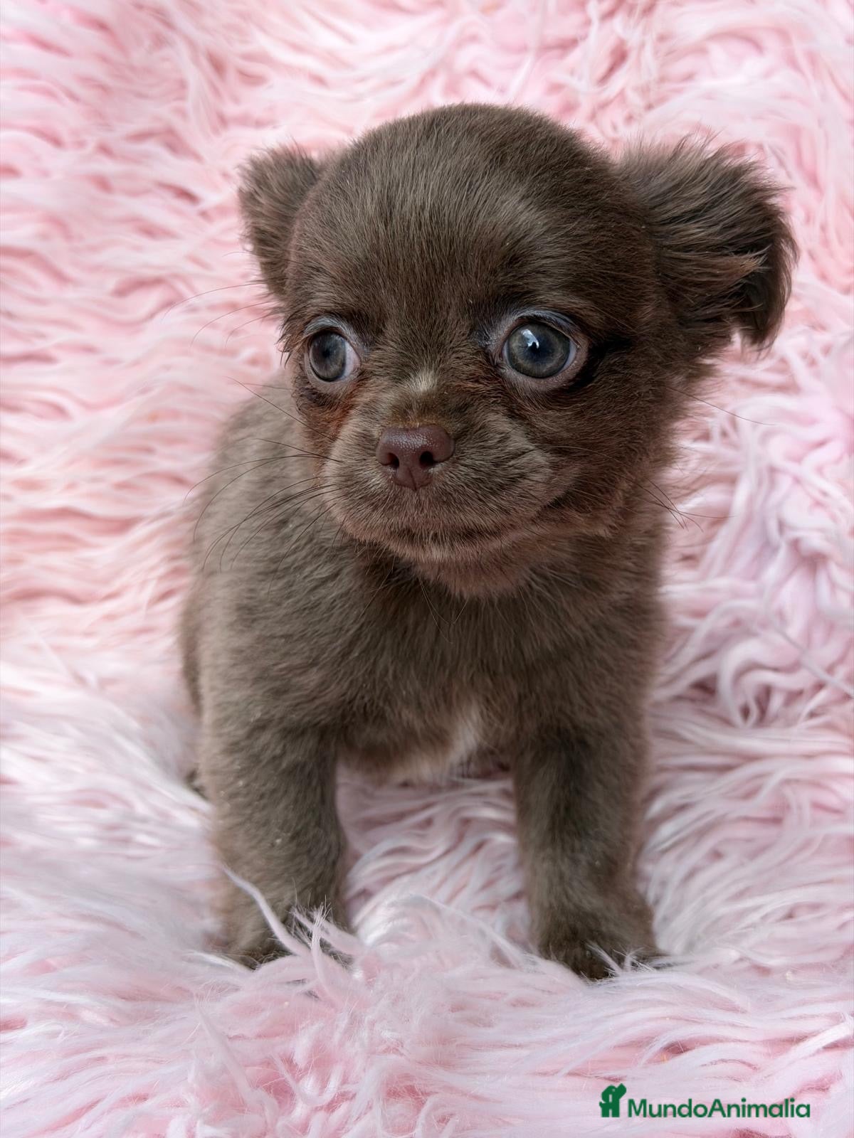 Chihuahua perros Camada de Chihuahua pelo largo 🐾 - Anuncio 1
