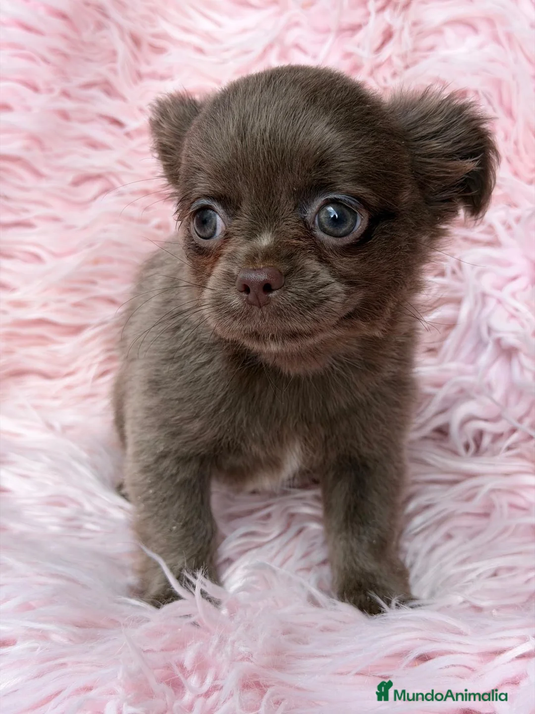 Chihuahua perros en venta: Camada de Chihuahua pelo largo 🐾 - Anuncio 1