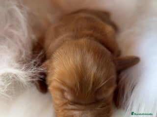 Cocker Spaniel Inglés perros - Anuncio 25