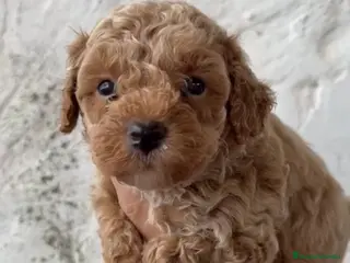 Caniche Toy perros Último caniche Toy disponible para entregar!! - Anuncio 1