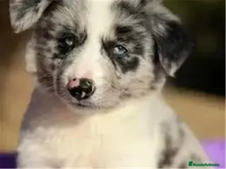 Border Collie perros BORDER COLLIE - Anuncio 1