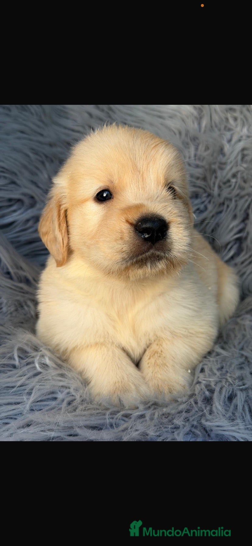 Golden Retriever perros Preciosos Golden retriever  - Anuncio 1