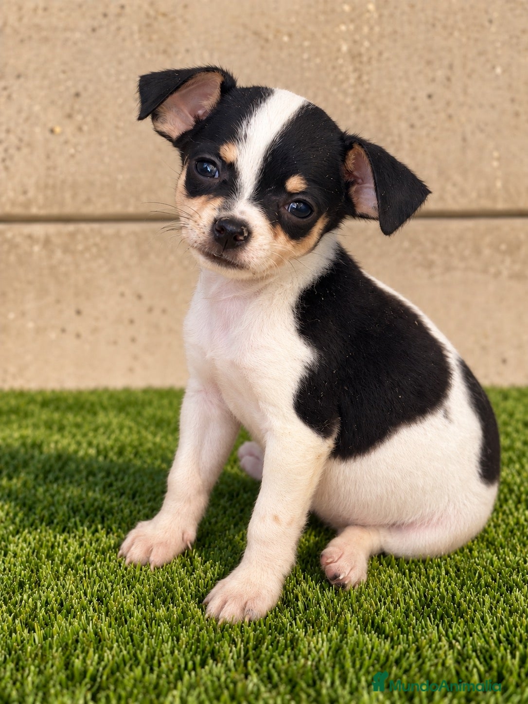 Chihuahua perros Chihuahua  - Anuncio 2